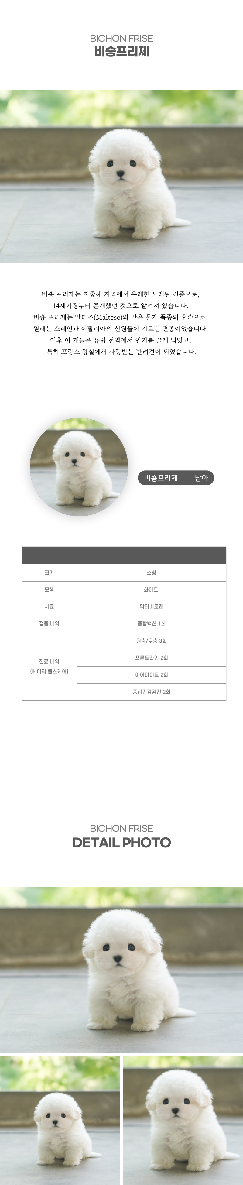 미니비숑_상세이미지_2